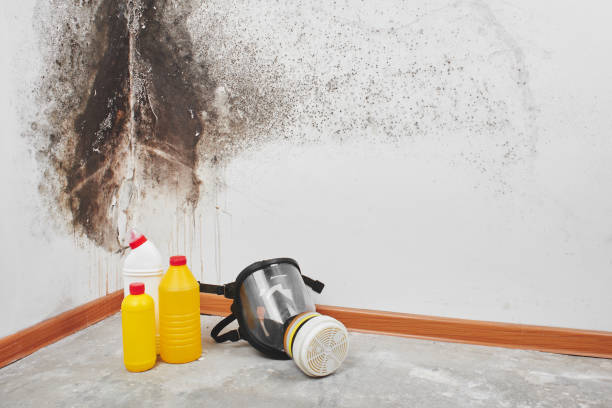 Best Mold Inspection  in Brookdale, CA