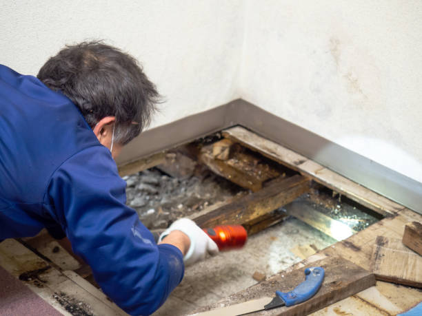 Best Local Mold Removal Service  in Brookdale, CA