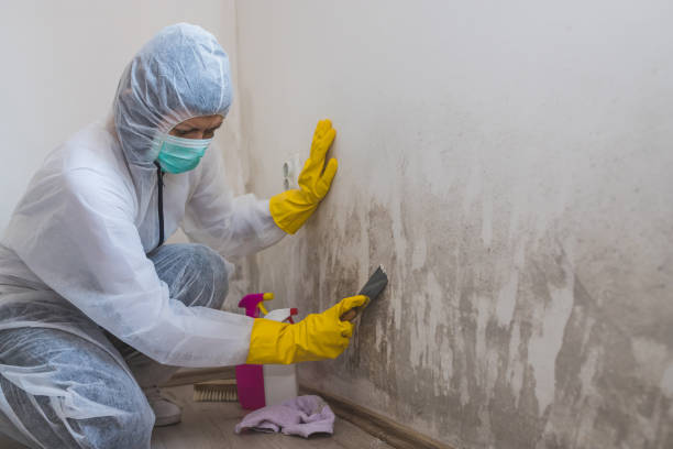 Best Residential Mold Removal  in Brookdale, CA