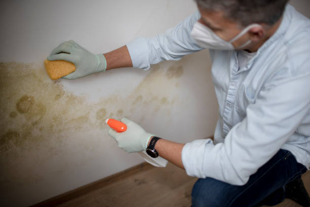 Best Toxic Mold Removal  in Brookdale, CA