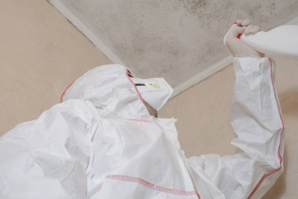 Best Mold Damage Repair  in Brookdale, CA