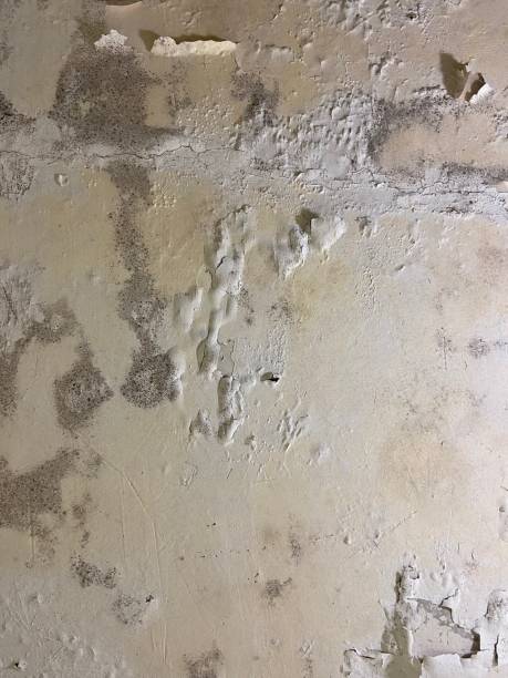 Reliable Brookdale, CA Mold Removal Solutions