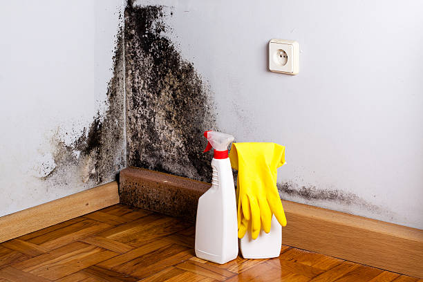 Best Attic Mold Removal  in Brookdale, CA