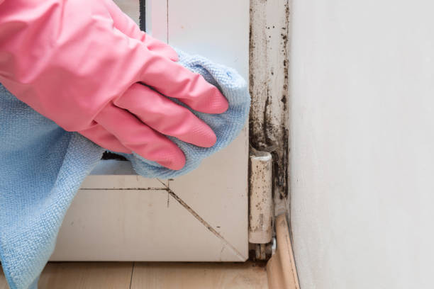 Certified Mold Removal in Brookdale, CA