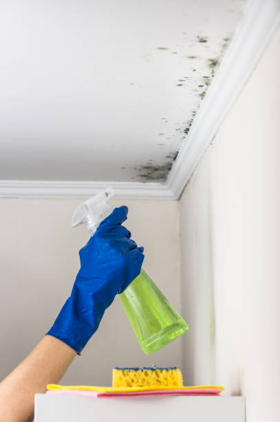 Best Certified Mold Removal  in Brookdale, CA